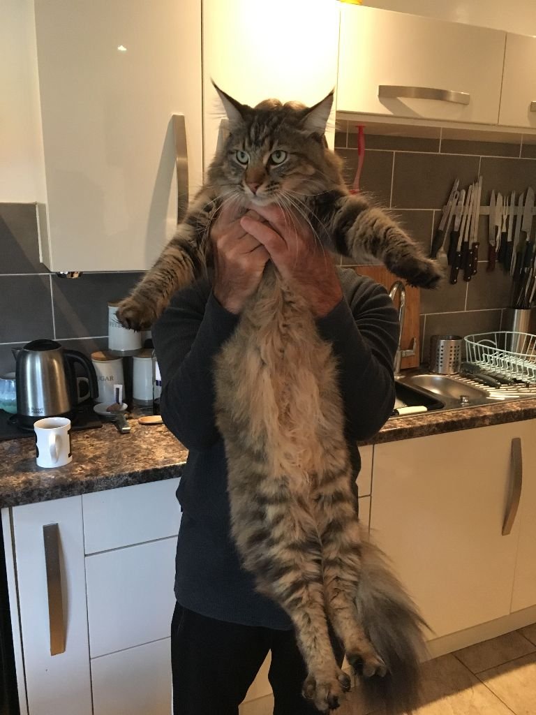 Lauren Hughes with her Siberian kitten