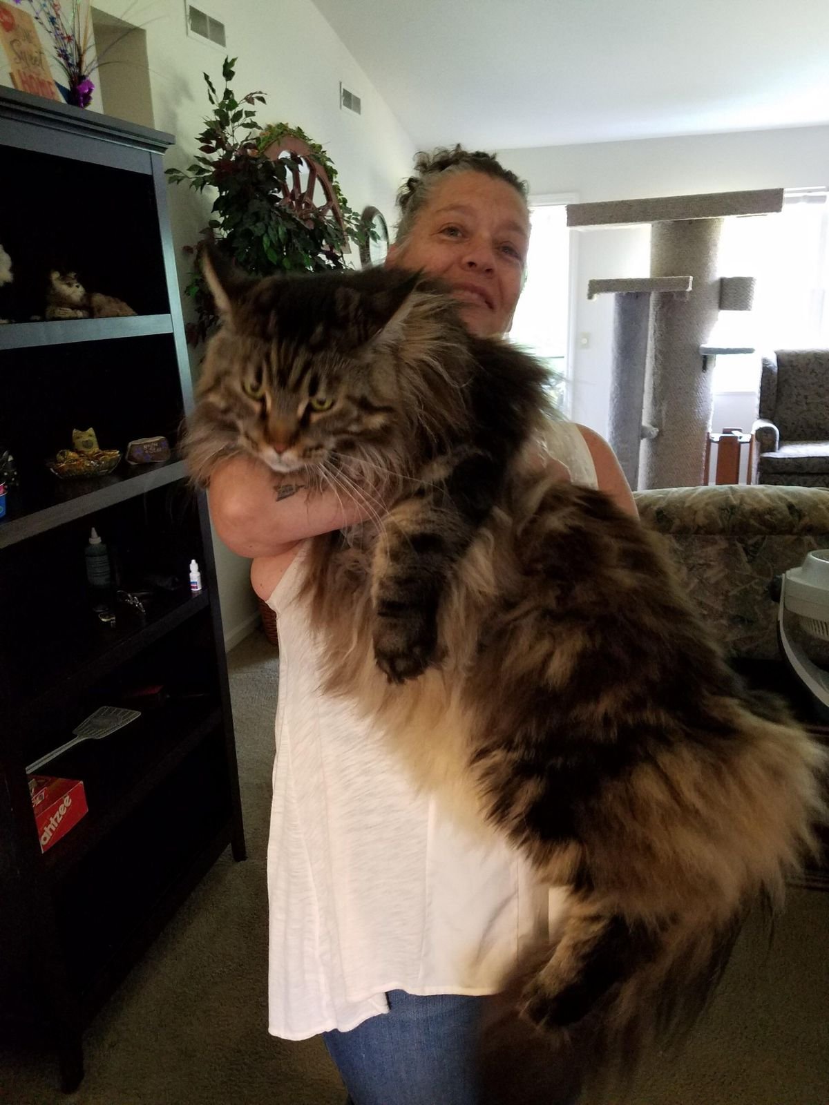 Robert Cooper with his Siberian kitten