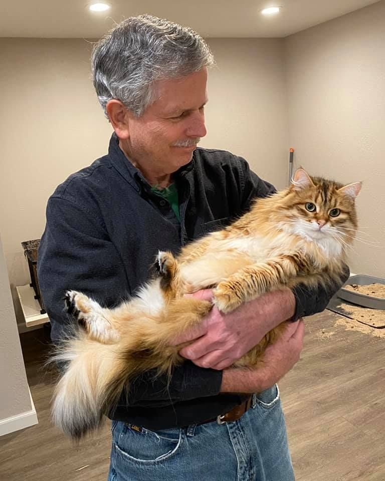 Jessica Morgan with her Siberian kitten